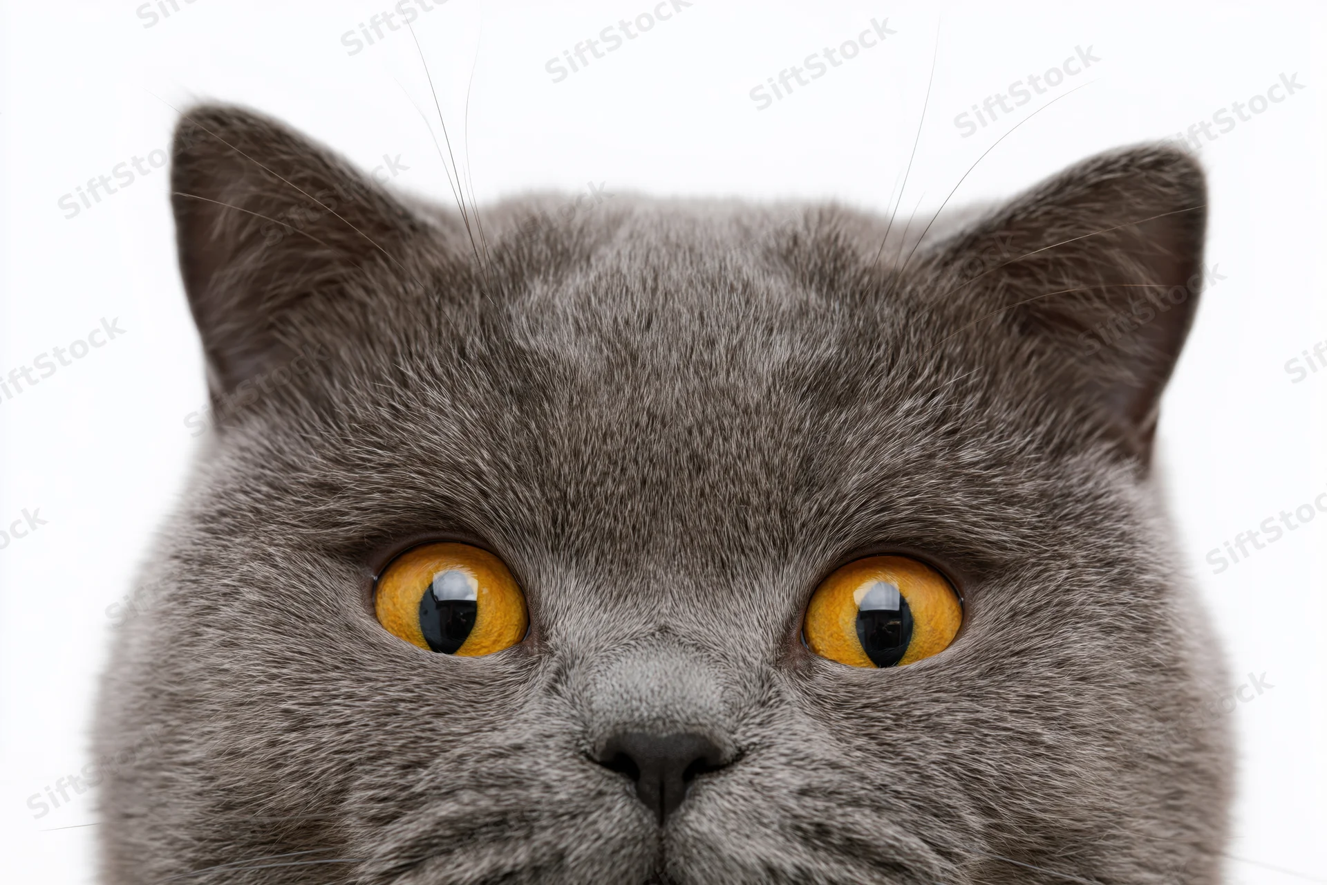 Gray british shorthair cat looking upward with bright orange eyes against white background