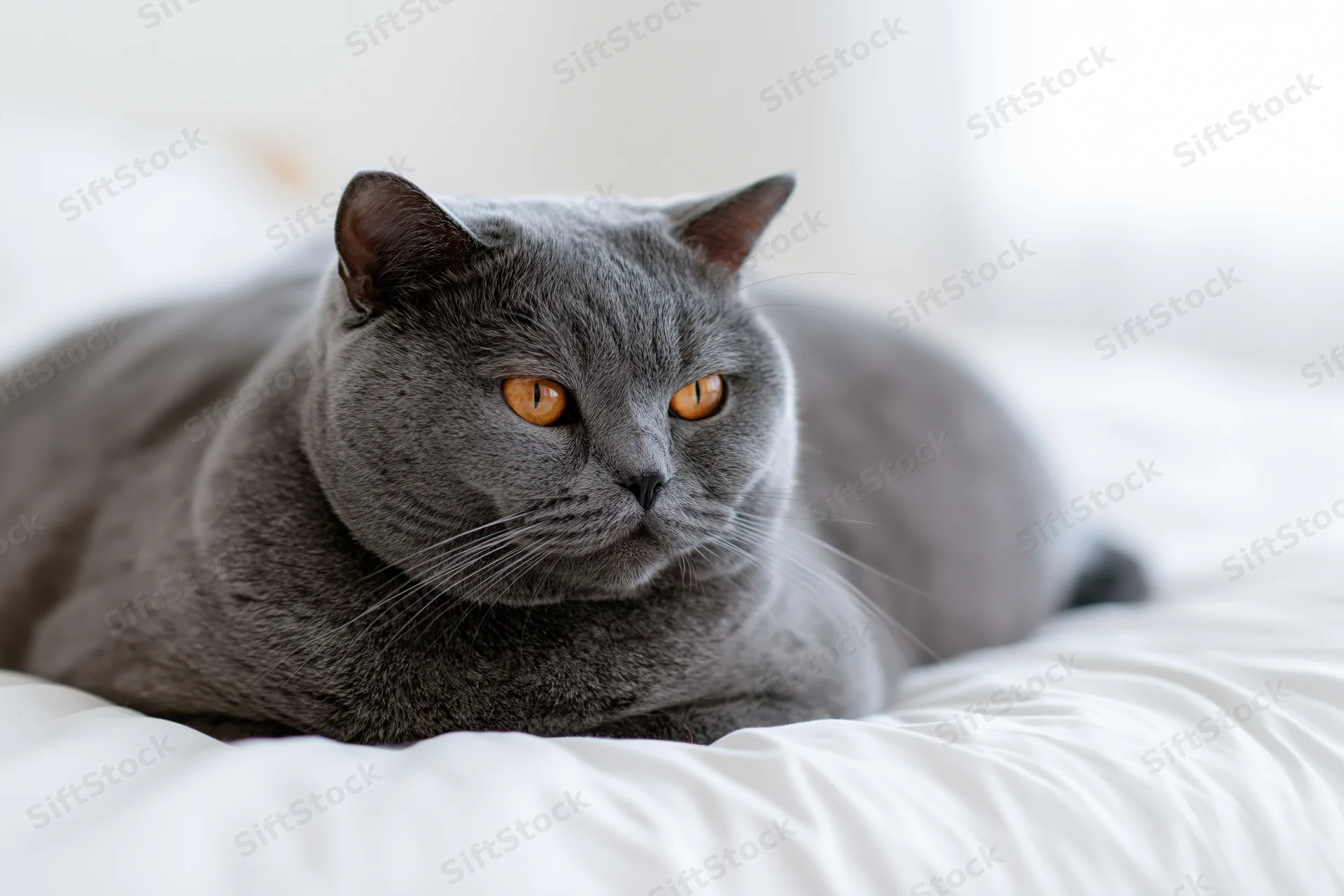 British shorthair cat lying in loaf position on white bedding