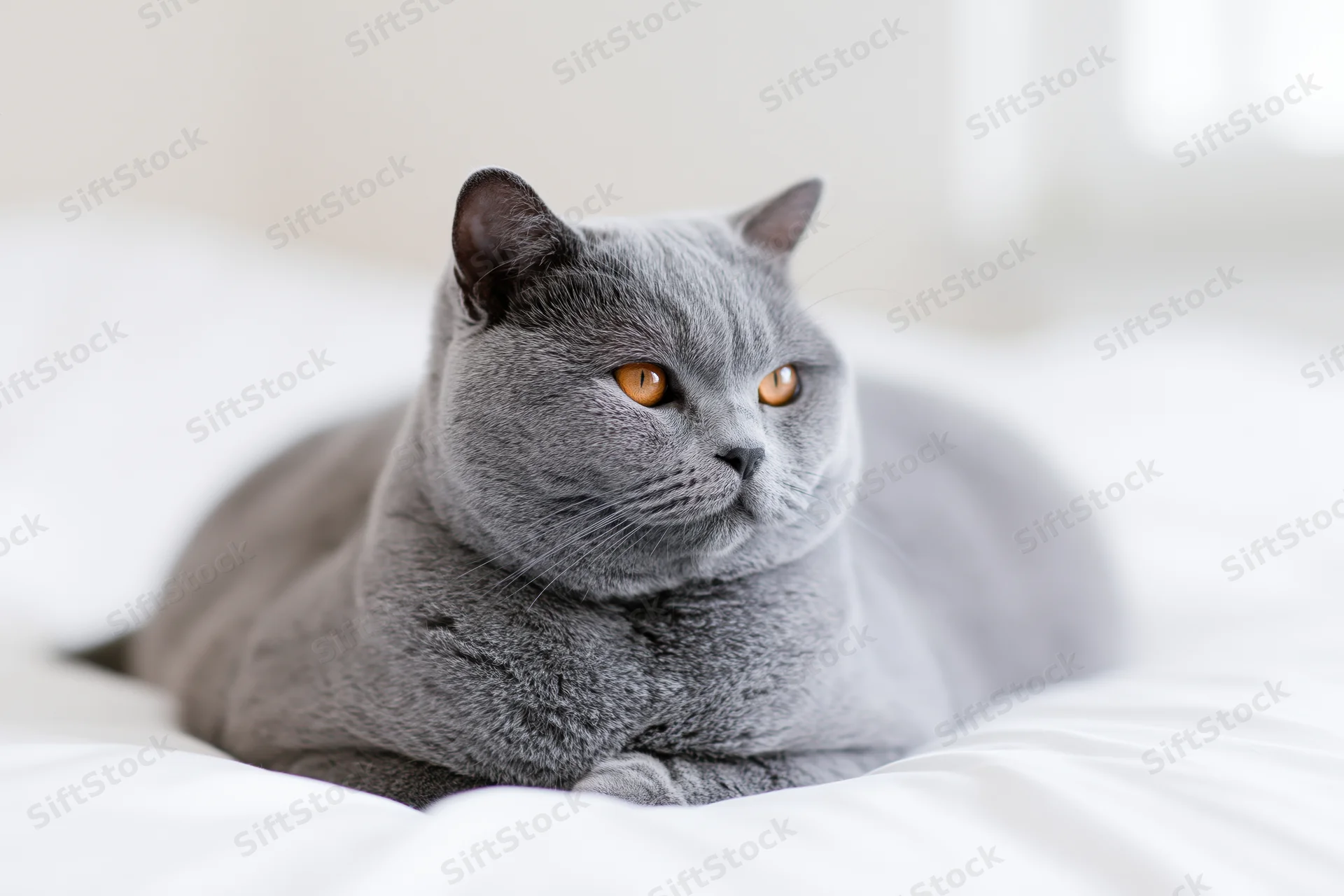 British shorthair cat lying in loaf position on white bedding in bedroom