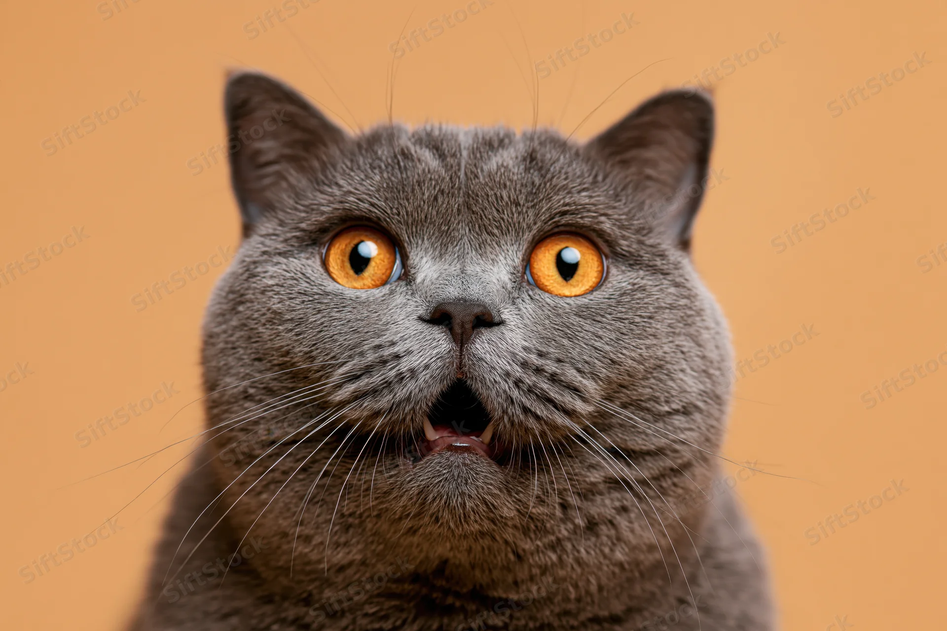 British shorthair cat with mouth open in surprised expression against orange background