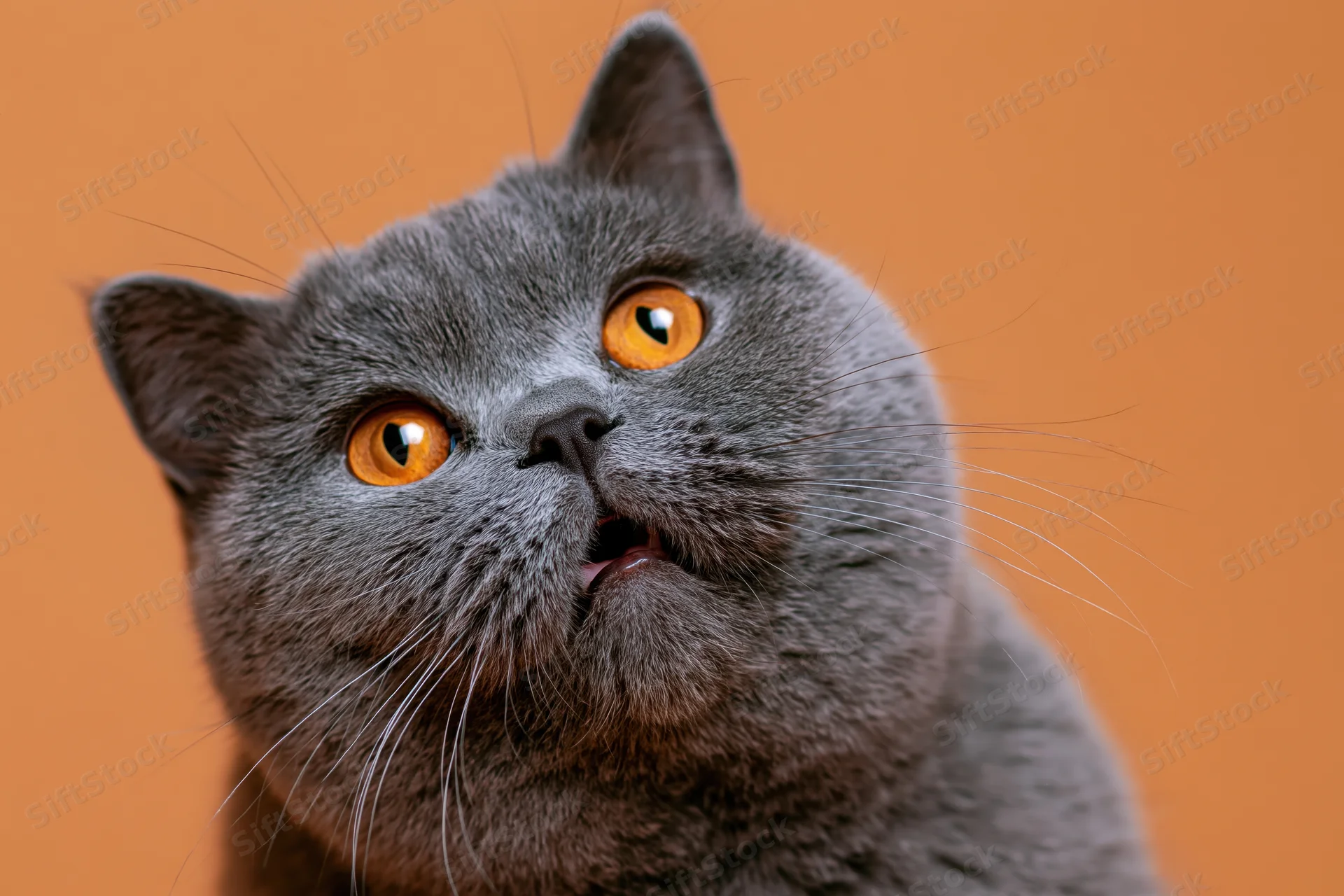Gray british shorthair cat with open mouth looking up against orange background