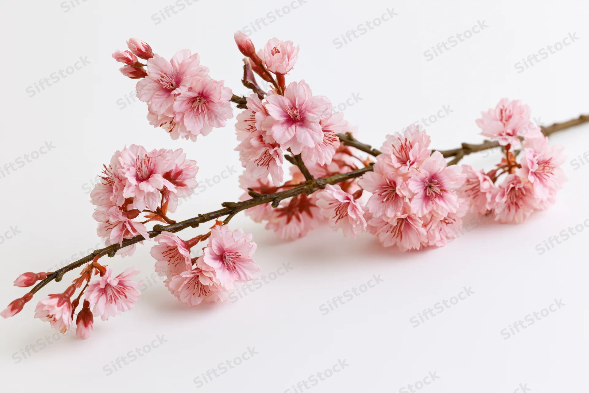 Cherry blossom branch with clusters of soft pink blooms arranged on a white background
