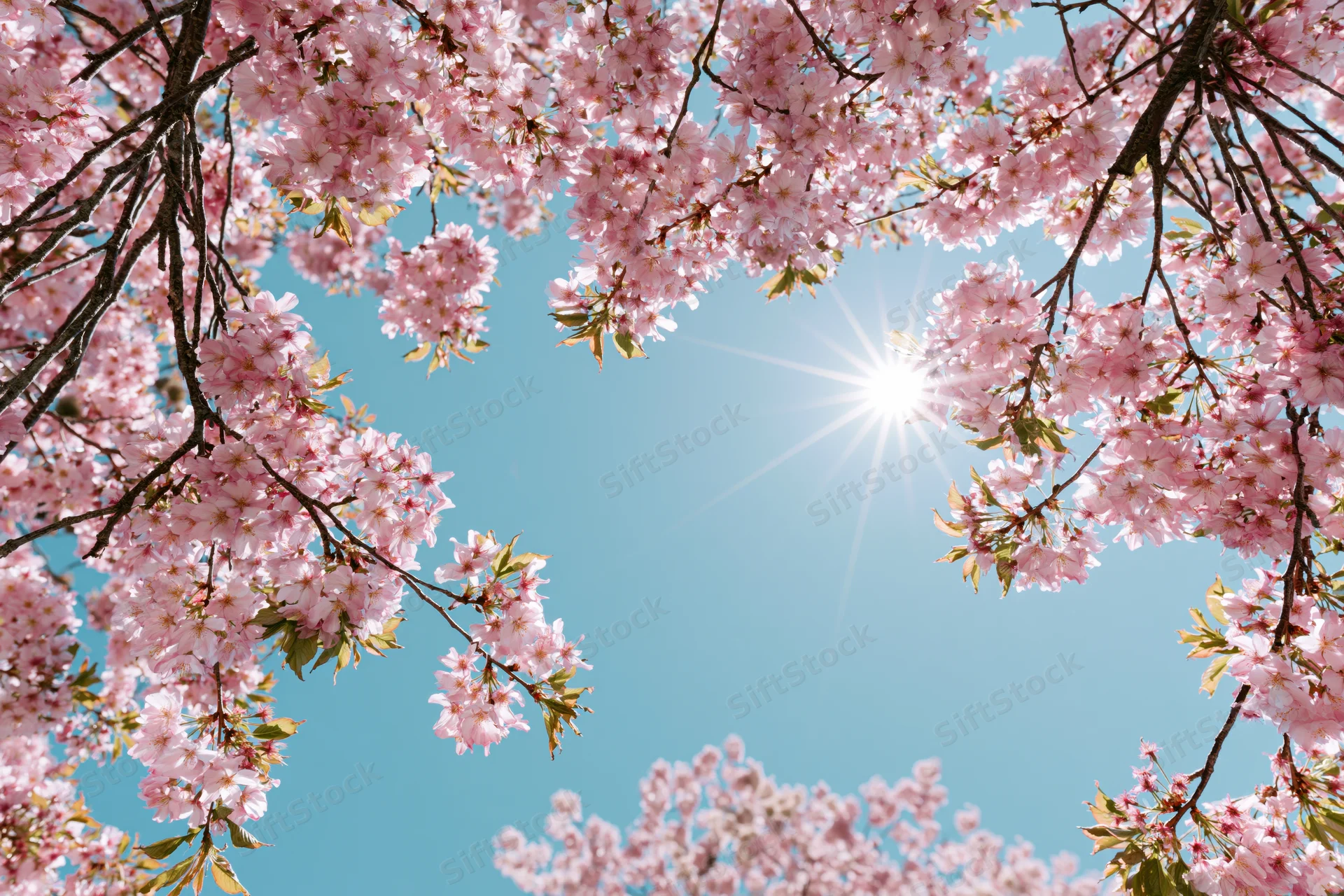 Cherry blossom branches in full bloom framing a clear blue sky with sun shining through