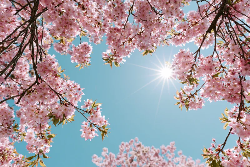 Cherry blossom branches in full bloom framing a clear blue sky with sun shining through
