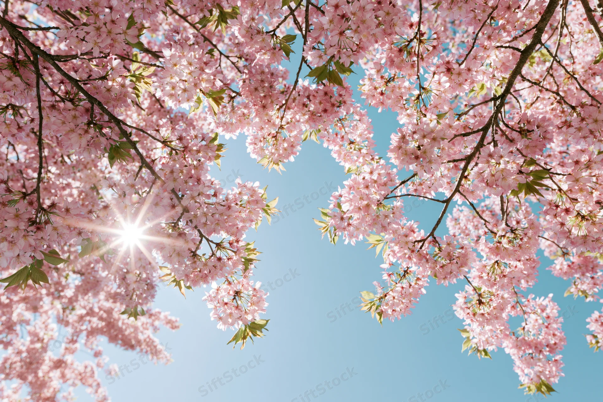 Cherry blossom branches in full bloom framing a clear blue sky with sun shining through