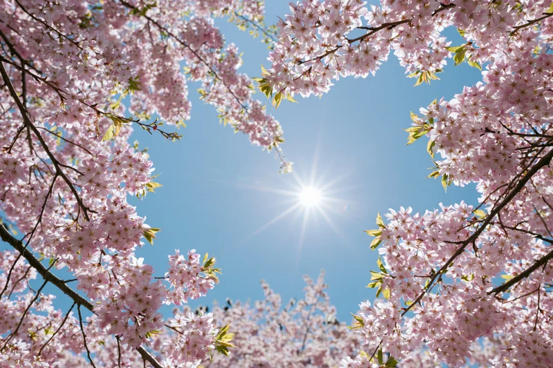 Cherry blossom branches in full bloom framing a bright blue sky with sun at center