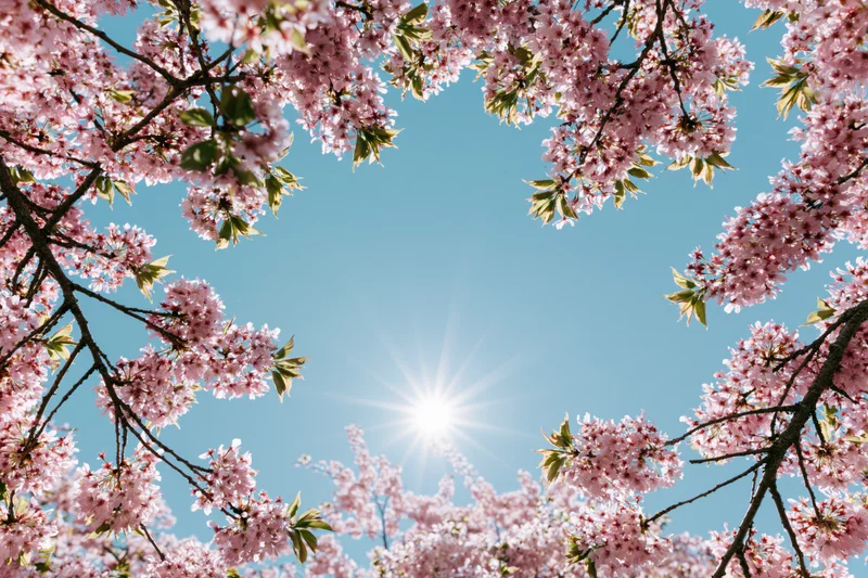 Cherry blossom branches in full bloom framing a bright sun against a clear blue sky