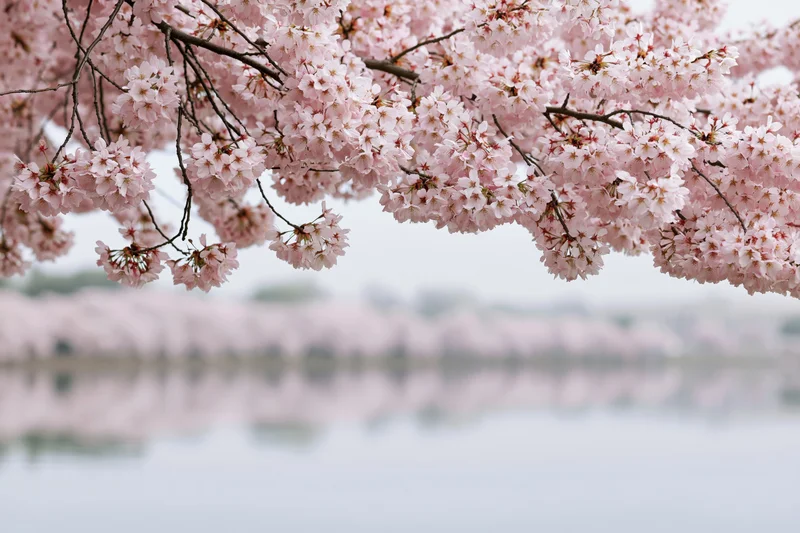 Cherry blossom branches heavy with pale pink blooms arching over a calm lake with reflection in the water