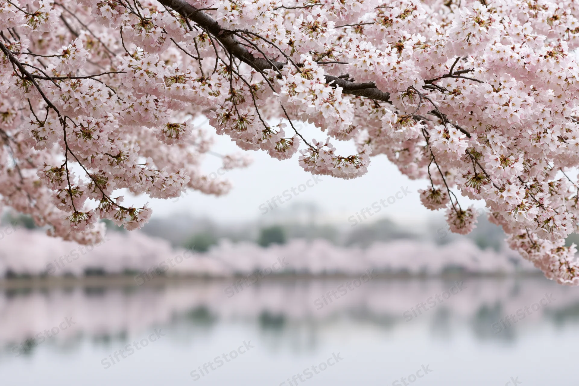 Cherry blossom branches heavy with pale pink blooms arching over a calm body of water reflecting the blossoms