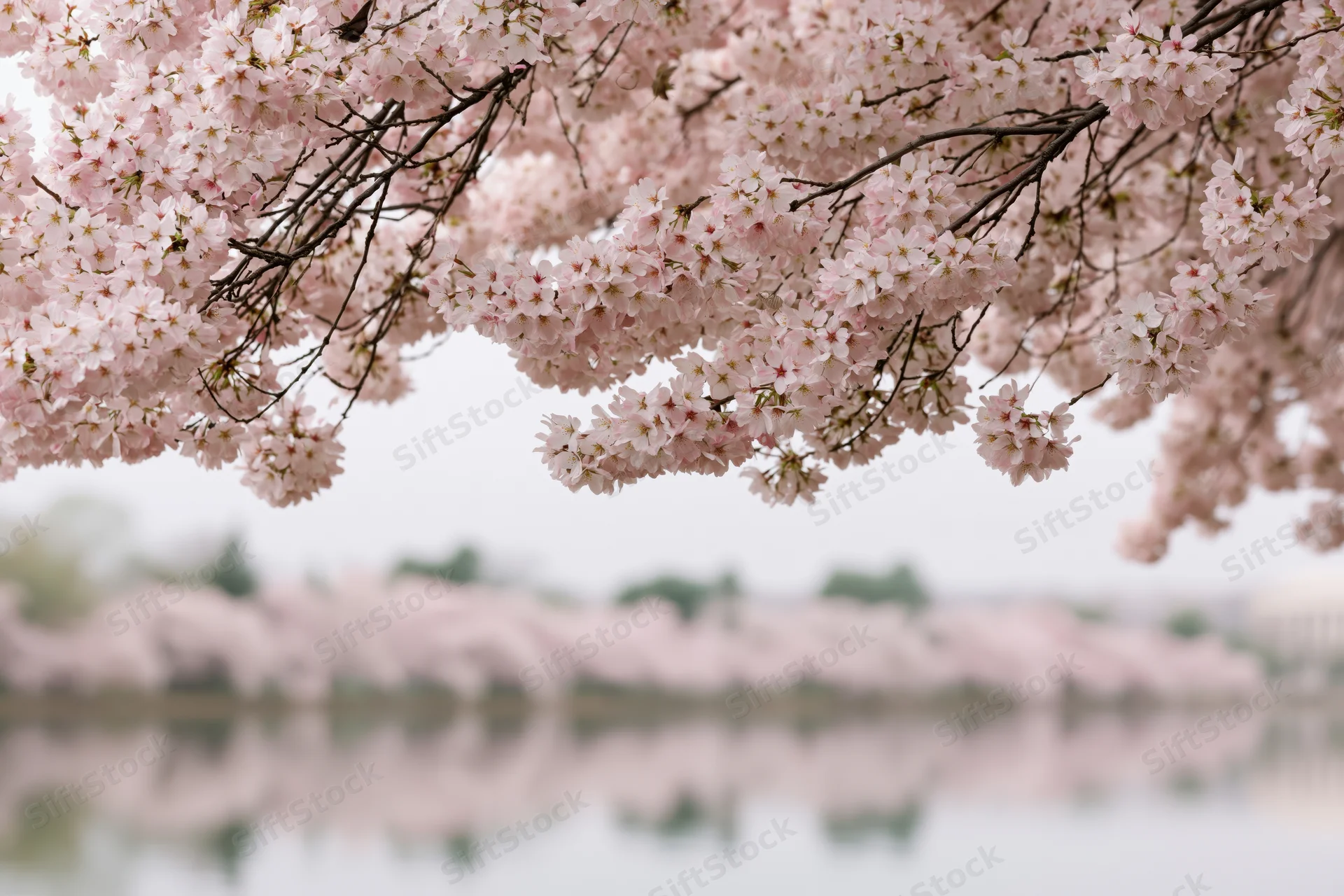 Cherry blossom branches heavy with pale pink blooms arching over a calm body of water with soft reflections in the background
