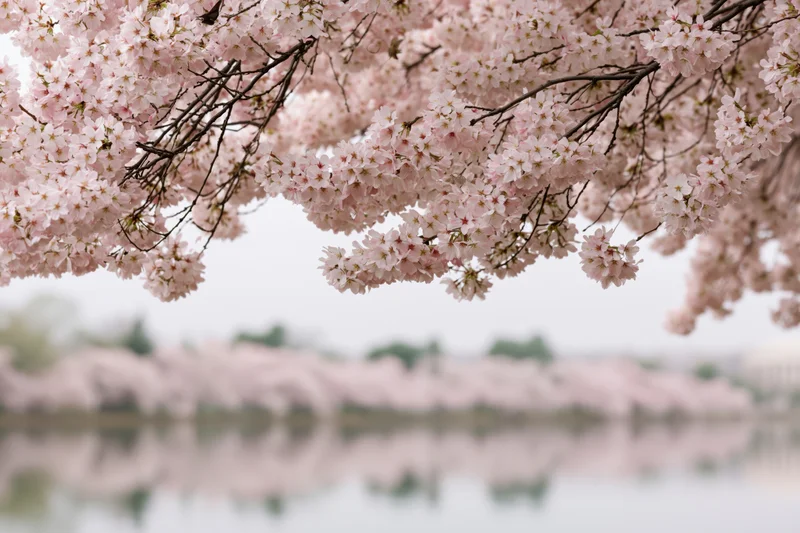 Cherry blossom branches heavy with pale pink blooms arching over a calm body of water with soft reflections in the background