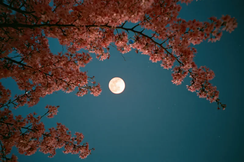 Cherry blossom branches in full bloom framing a large full moon in the night sky