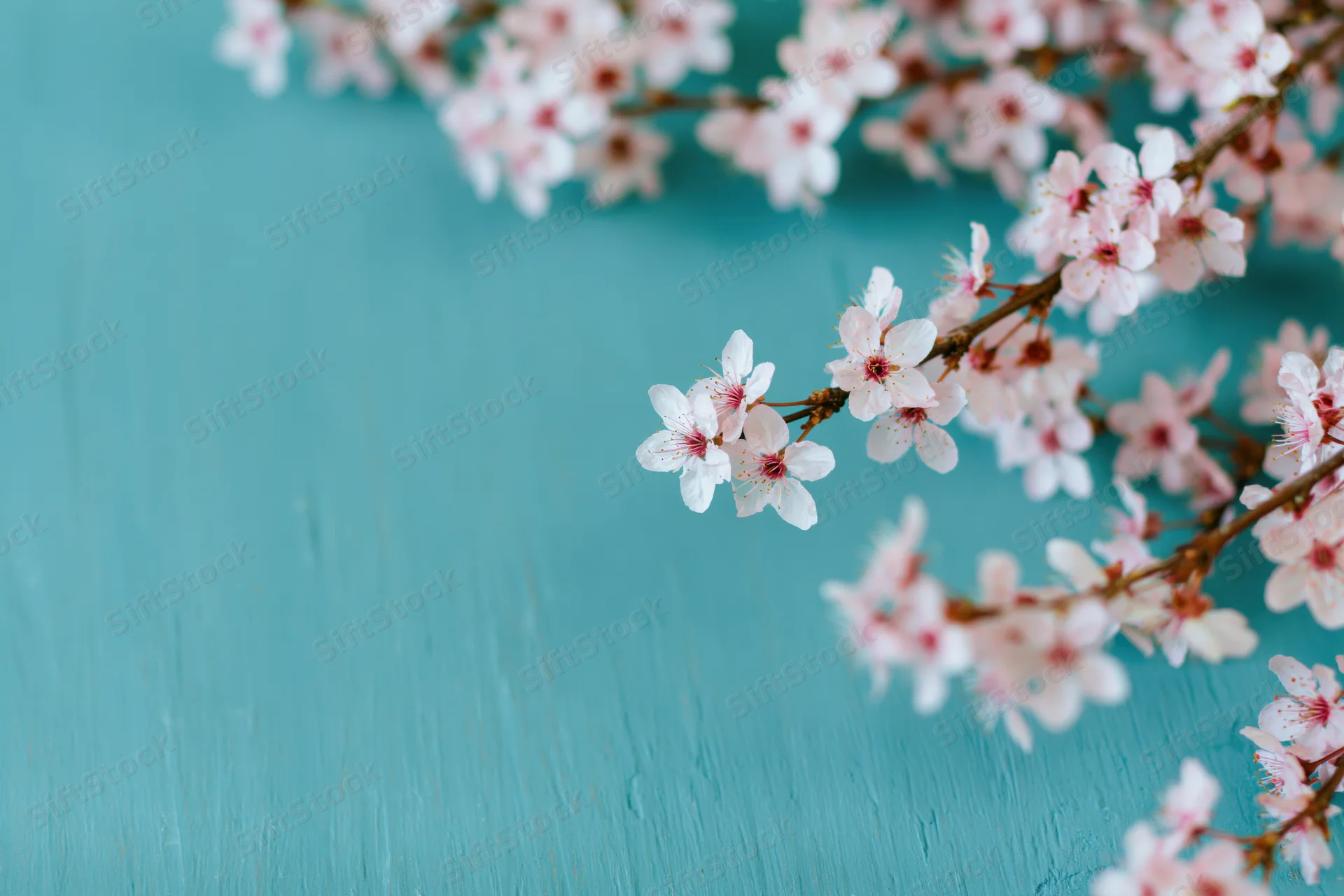 Cherry blossom branches with small white and pink flowers arranged diagonally on a turquoise background