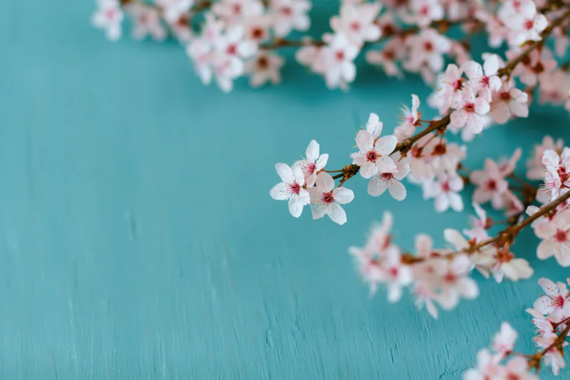 Cherry blossom branches with small white and pink flowers arranged diagonally on a turquoise background