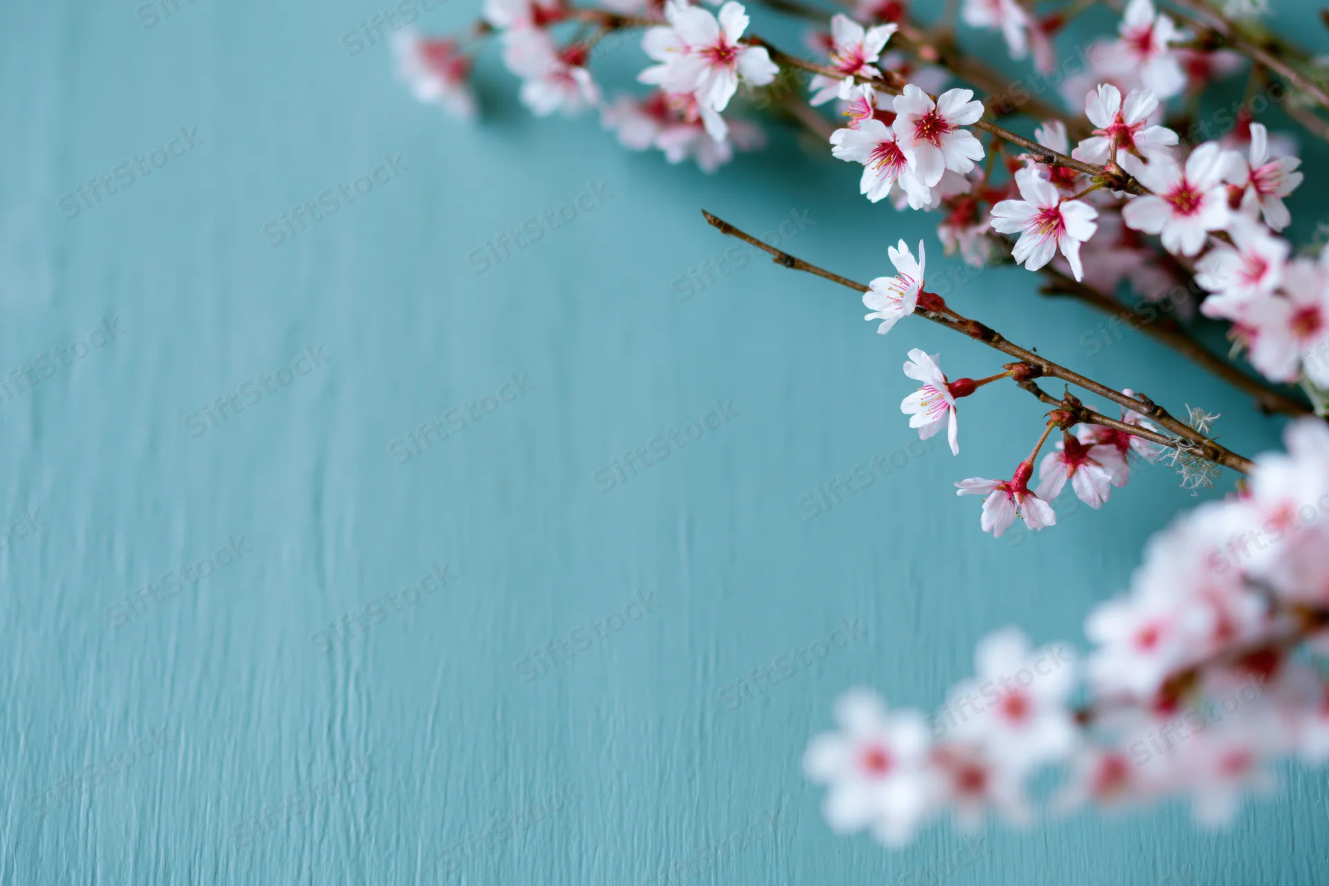 Cherry blossom branches with small white and pink flowers arranged diagonally on a blue textured background