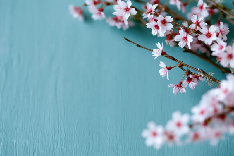 Cherry blossom branches with small white and pink flowers arranged diagonally on a blue textured background