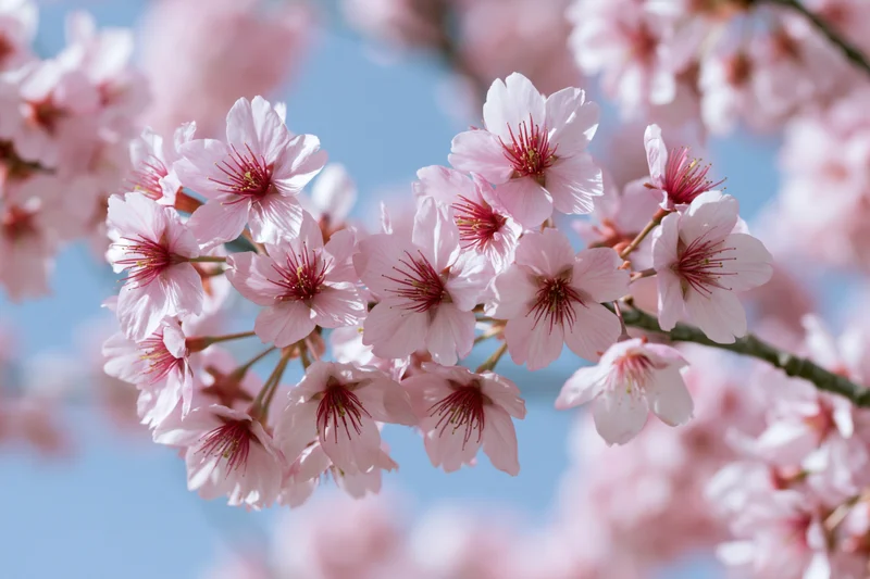 Cherry blossom cluster in full bloom on a slender branch against a clear blue sky
