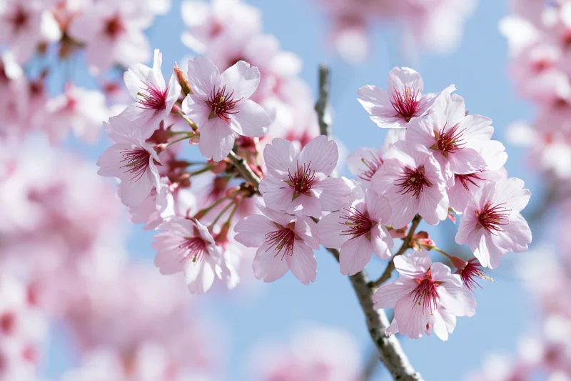Cherry blossom cluster in full bloom on a slender branch against a clear blue sky
