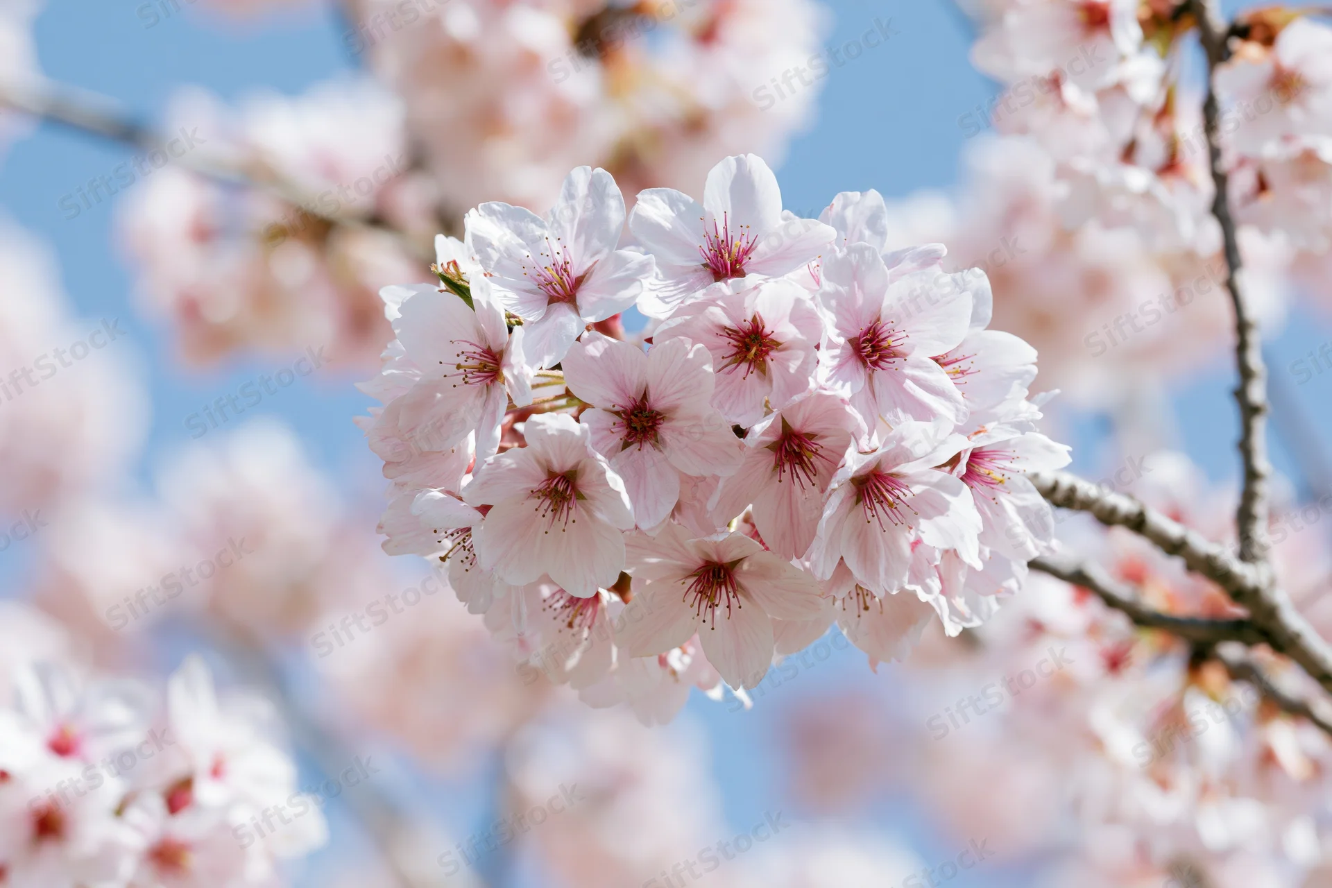 Cherry blossom cluster in full bloom on a slender branch against a clear blue sky