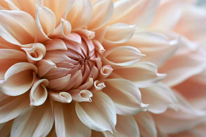 Close-up of a large dahlia bloom with soft peach and cream petals arranged in a spiral pattern filling the frame