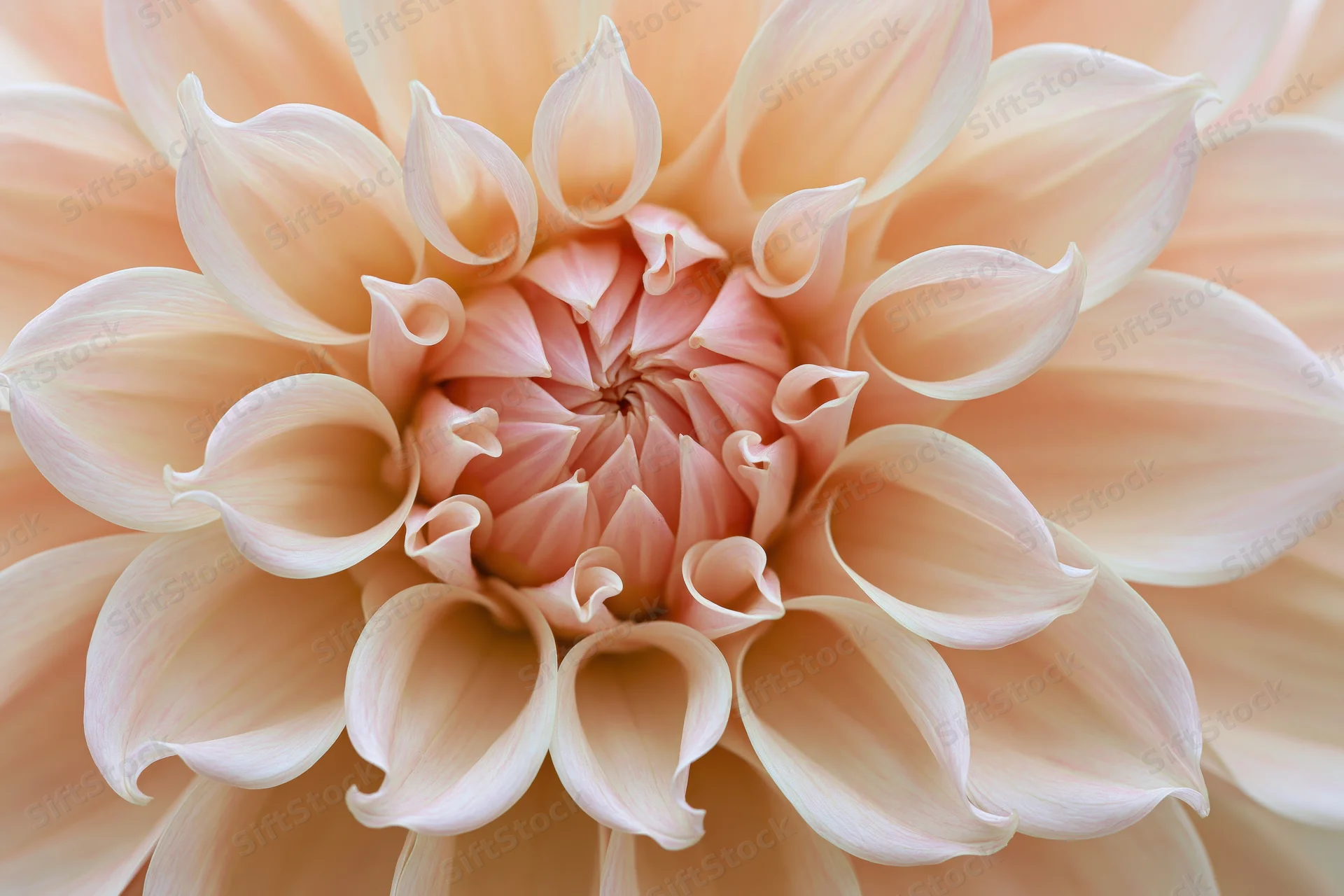 Close-up of a dahlia bloom showing its spiral center and layered petals in soft pink and cream tones
