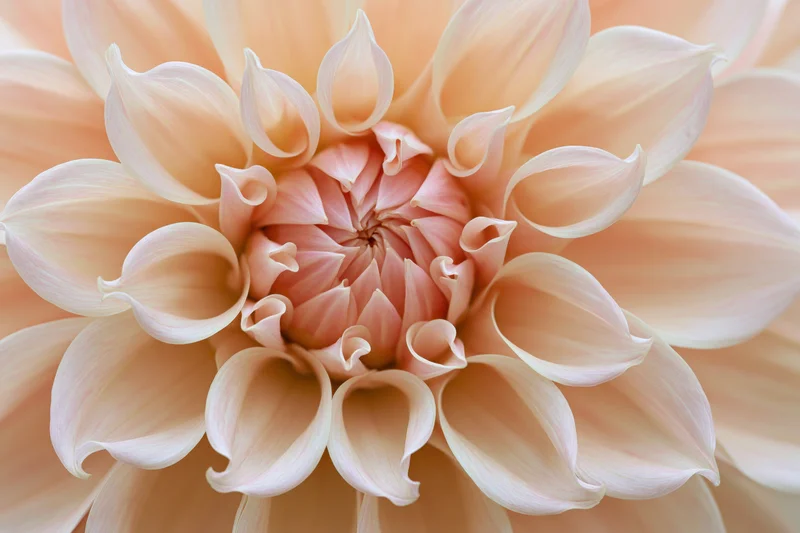Close-up of a dahlia bloom showing its spiral center and layered petals in soft pink and cream tones