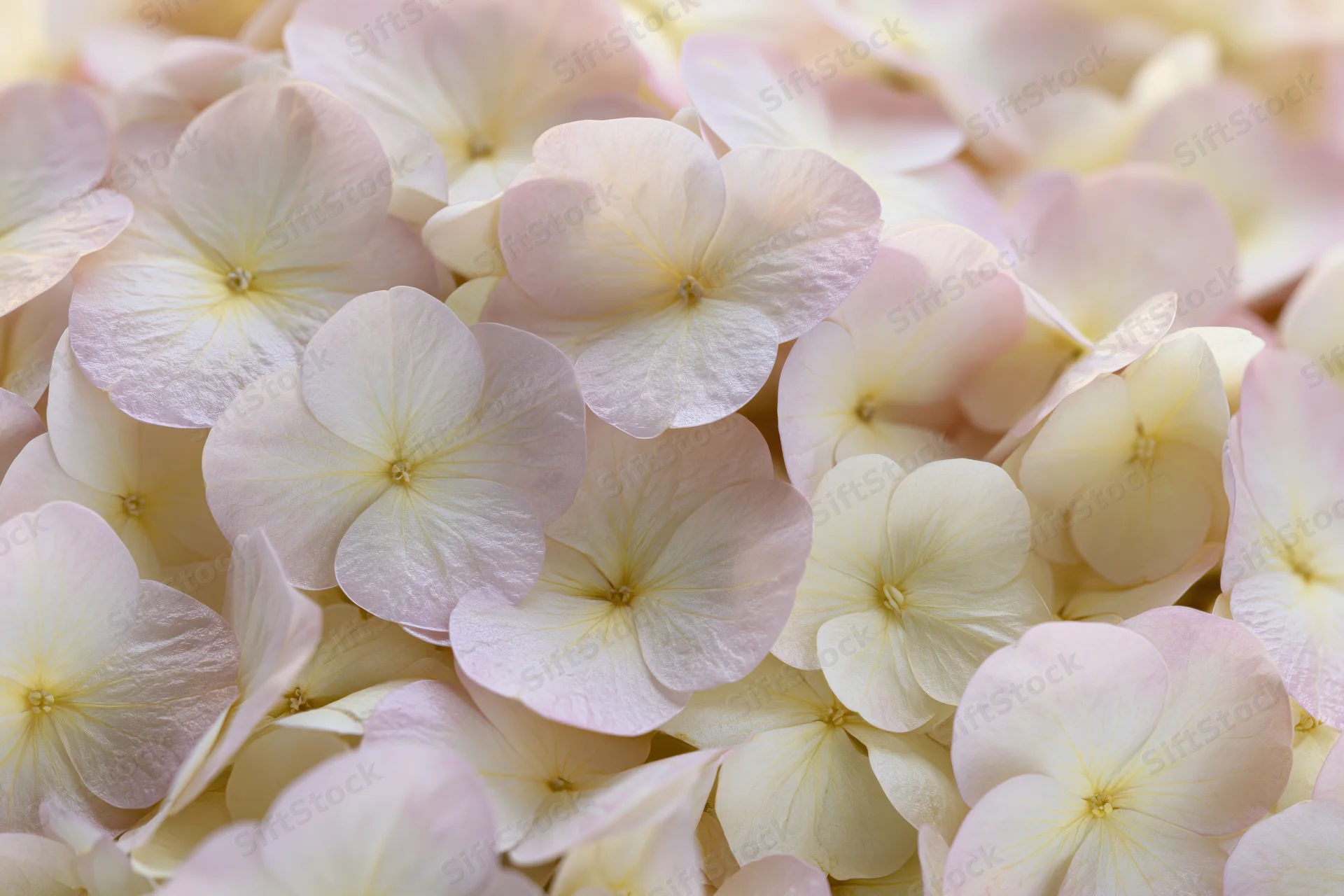 Densely packed hydrangea petals in soft white and pink tones filling the frame