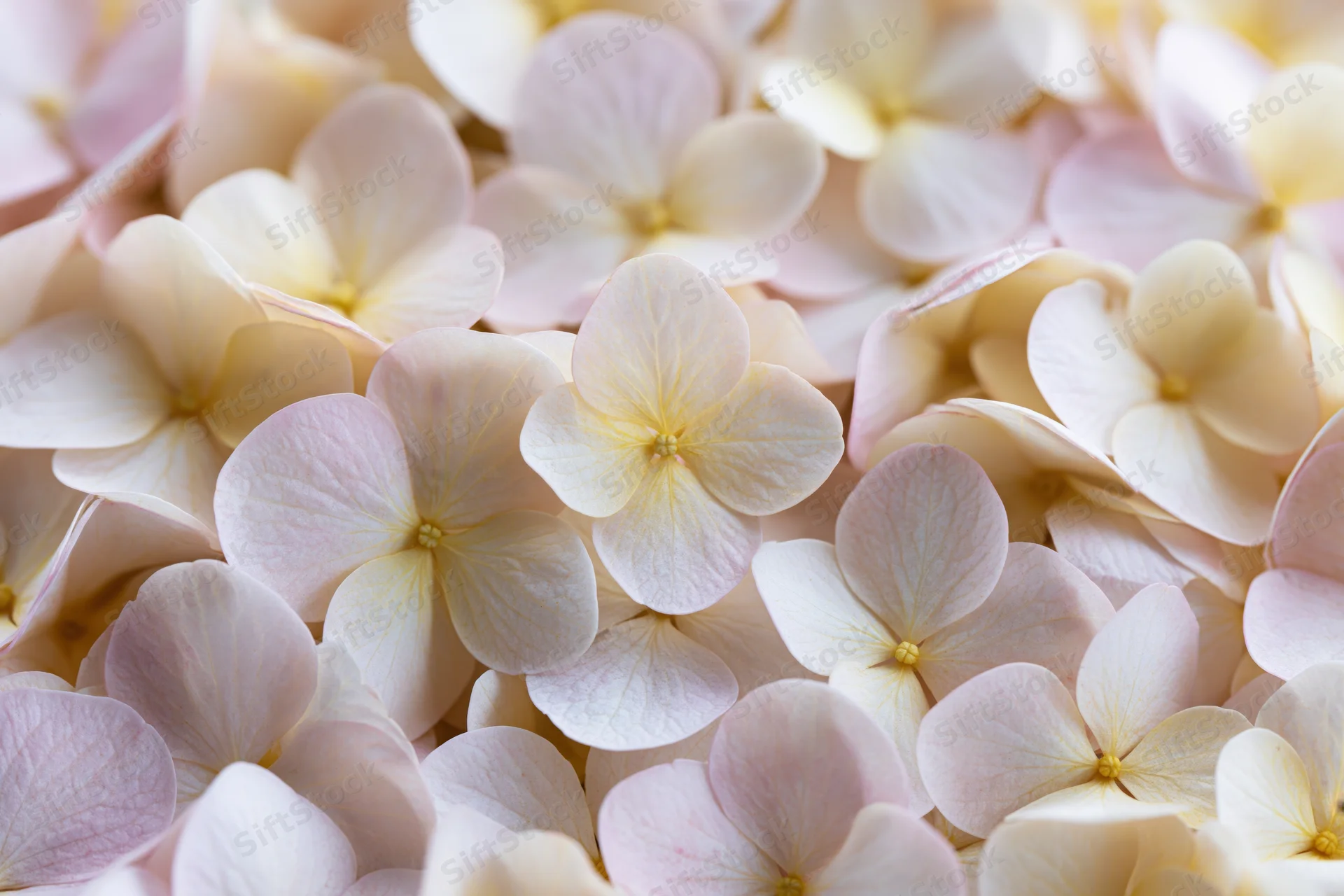 Densely packed hydrangea petals in soft pink and cream tones filling the frame