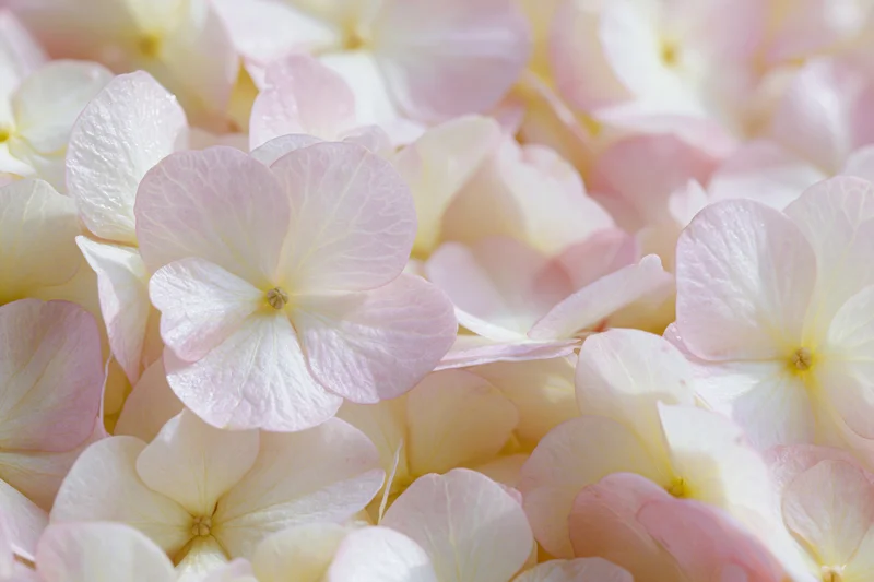 Densely packed hydrangea petals in soft pink and white tones filling the frame