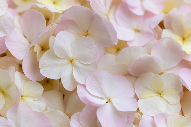 Densely packed hydrangea petals in soft pink and white tones filling the frame
