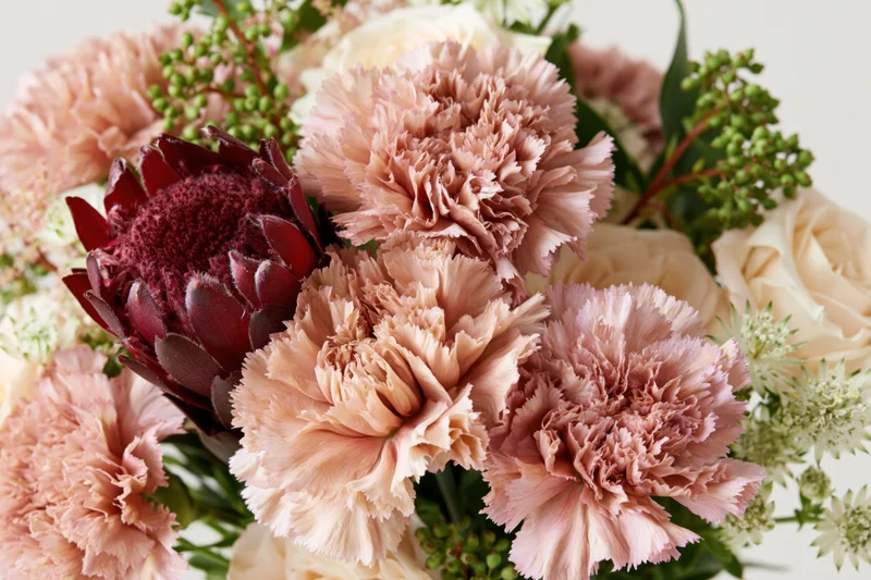 Close-up of a mixed floral arrangement with dusty rose carnations, cream roses, and dark red protea surrounded by greenery
