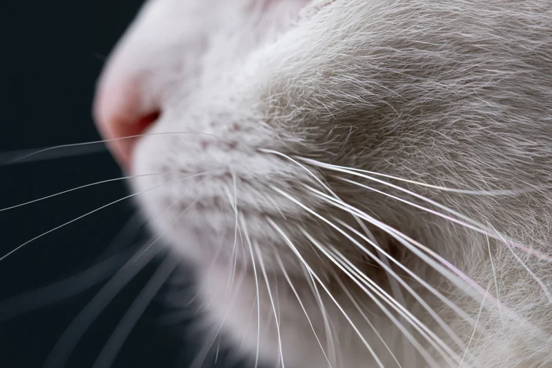 Close-up of a white cat's muzzle and long delicate whiskers against dark background