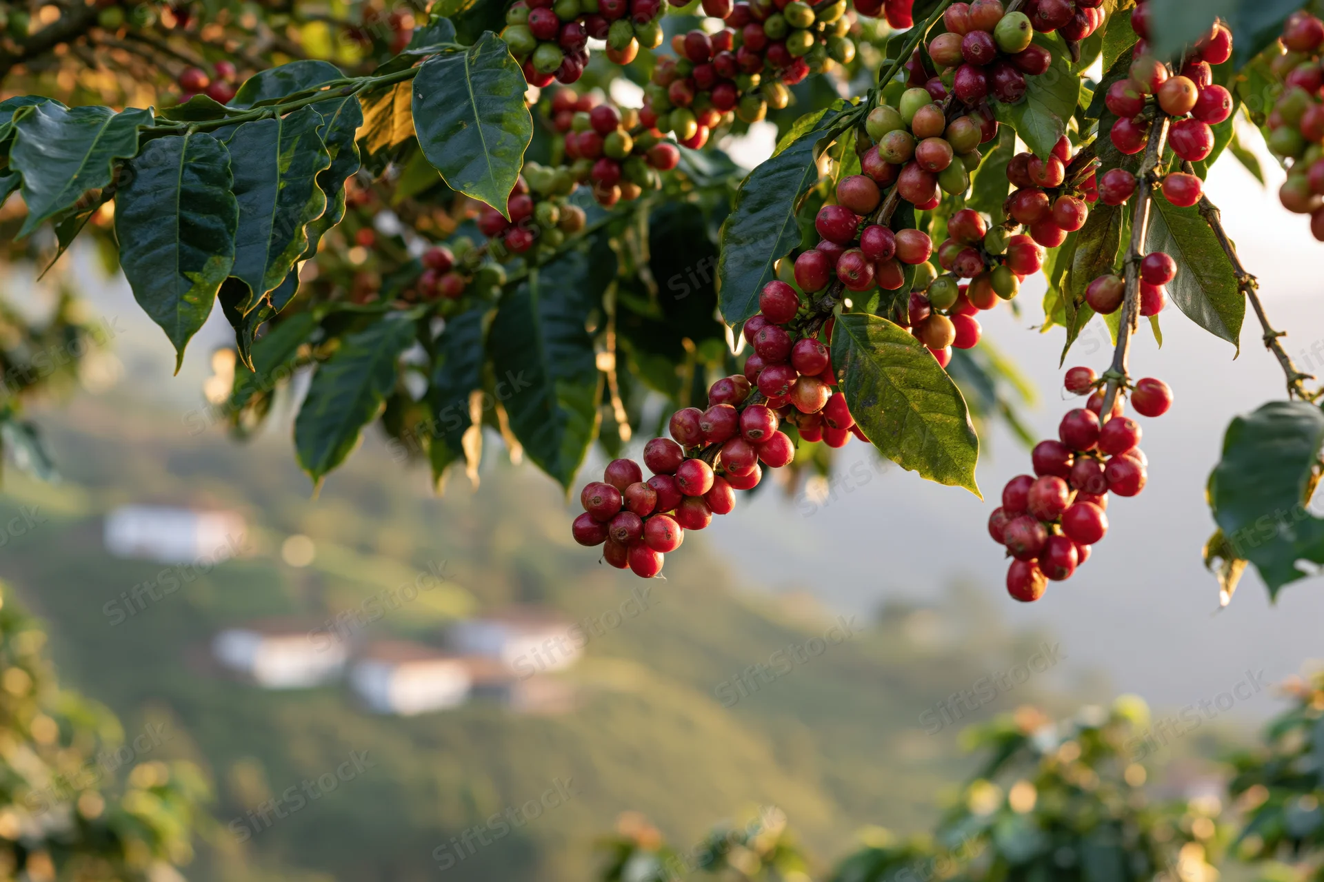 Coffee plant branches heavy with ripe and unripe cherries over a hilly rural landscape