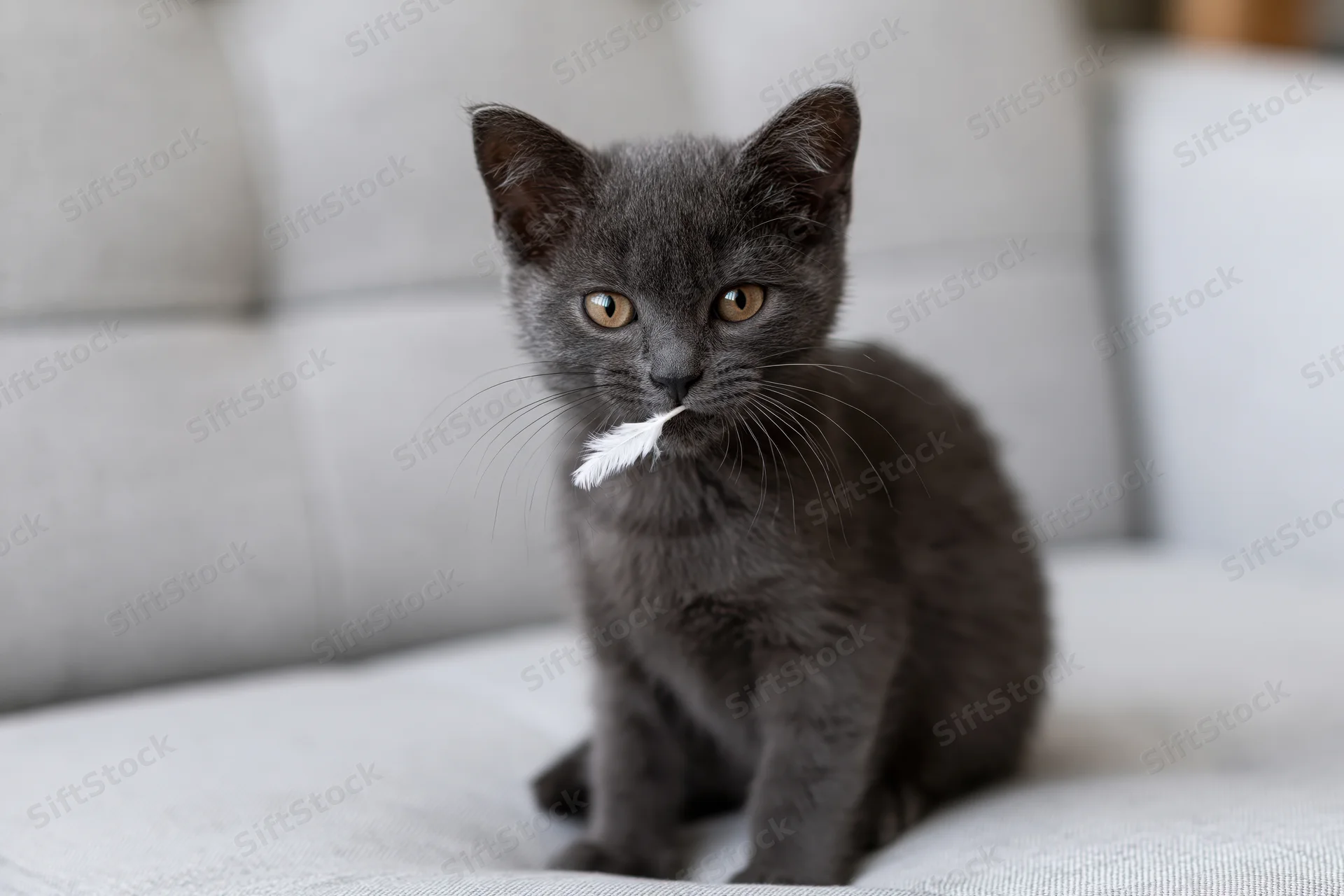 Grey kitten sitting upright on light grey tufted sofa holding white feather in mouth