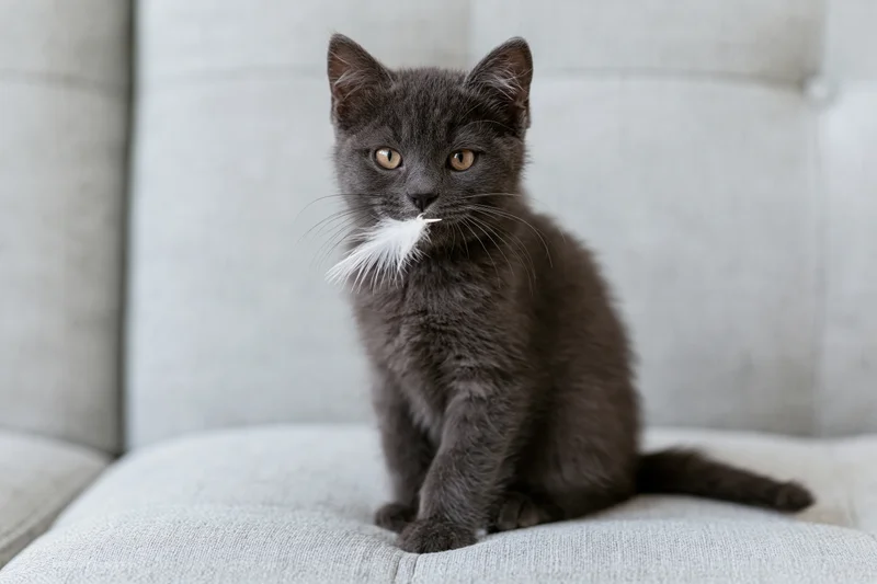 Grey kitten sitting upright on a light grey tufted sofa holding a white feather in its mouth