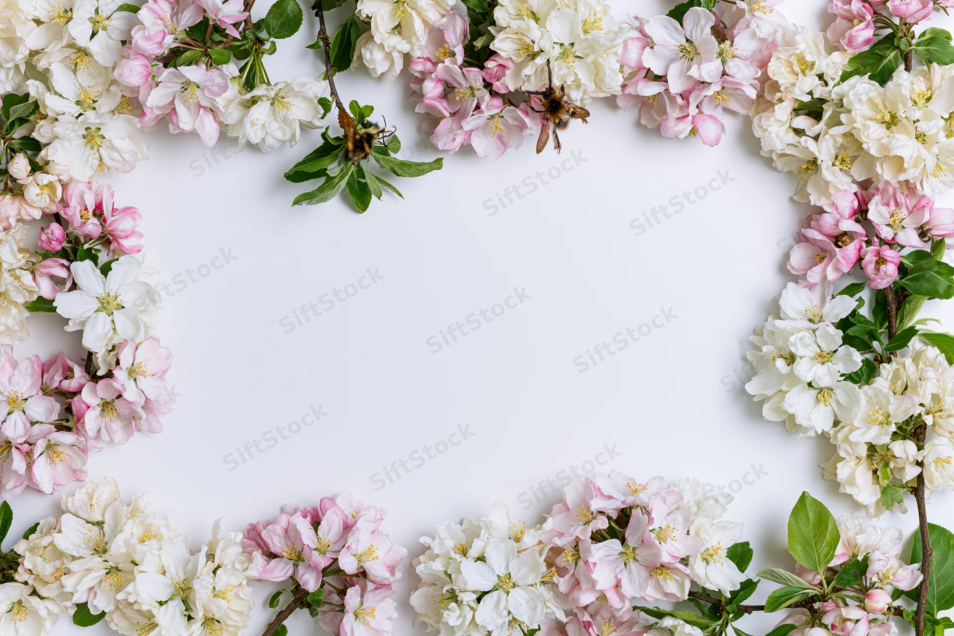 Cherry blossom branches arranged in a floral border frame on white background with copyspace