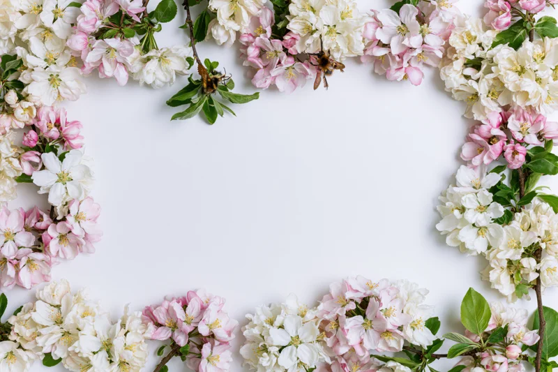 Cherry blossom branches arranged in a floral border frame on white background with copyspace