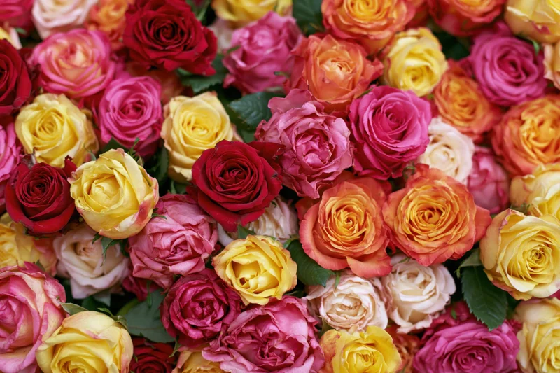 Dense cluster of freshly cut roses packed tightly together in a colorful floral arrangement