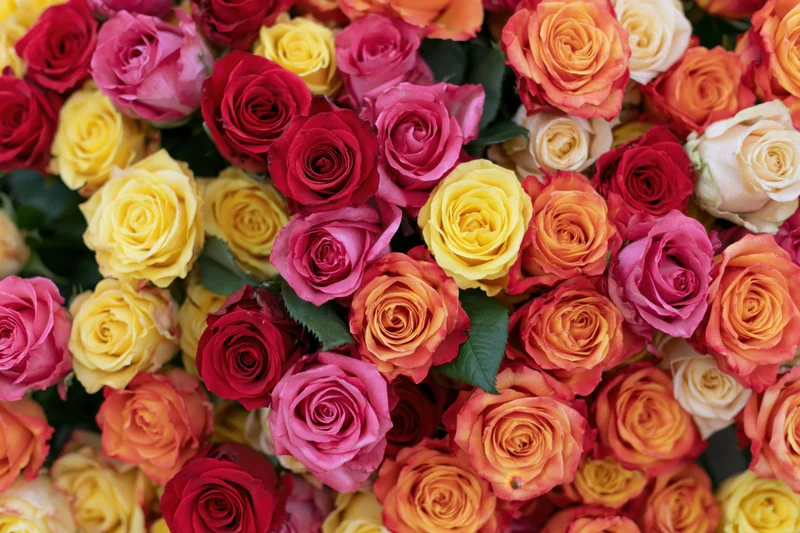 Dense cluster of freshly cut roses packed tightly together in a colorful floral arrangement