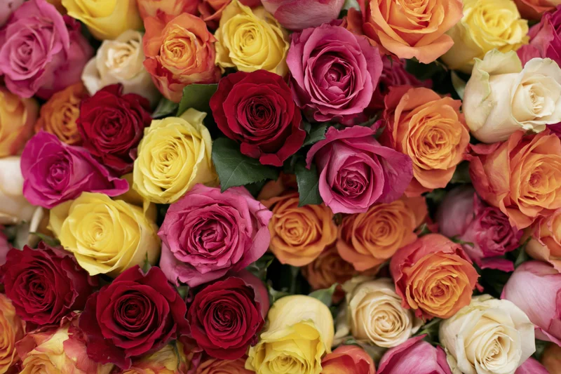 Dense cluster of freshly cut roses packed tightly together in a colorful floral arrangement