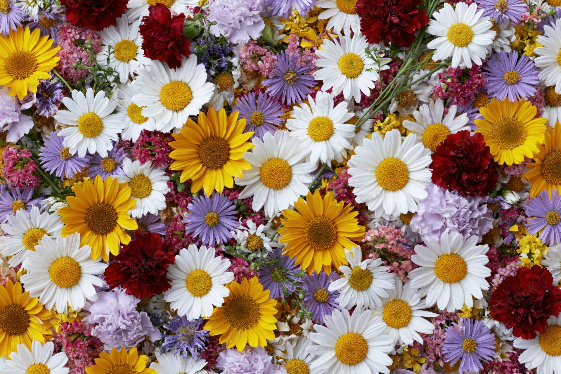 Dense flat lay of mixed summer wildflowers including white daisies, yellow sunflowers, purple asters, and red carnations arranged in a colorful floral composition