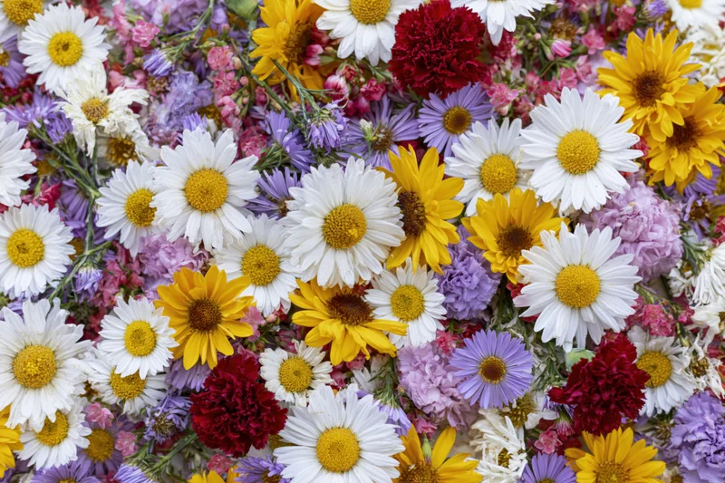 Dense flat lay of mixed summer wildflowers including white daisies, yellow marigolds, purple asters, and red carnations arranged in a colorful floral composition