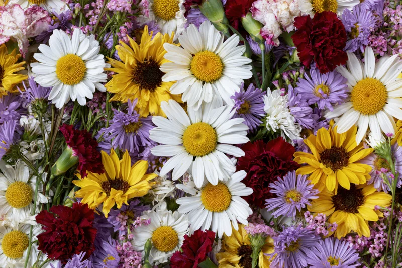 Dense flat lay of mixed summer wildflowers including white daisies, yellow marigolds, purple asters, and red carnations arranged in a colorful floral composition