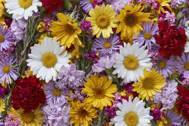 Dense flat lay of mixed summer wildflowers including white daisies, yellow and purple blooms, arranged in a colorful floral bouquet