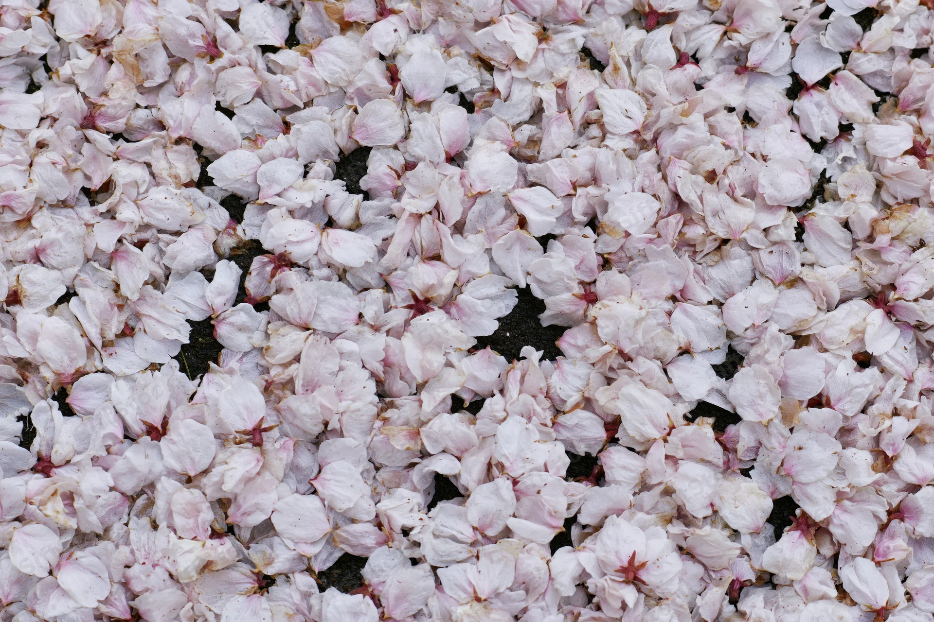 Fallen cherry blossom petals densely covering the ground in spring