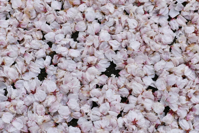 Fallen cherry blossom petals densely covering the ground in spring