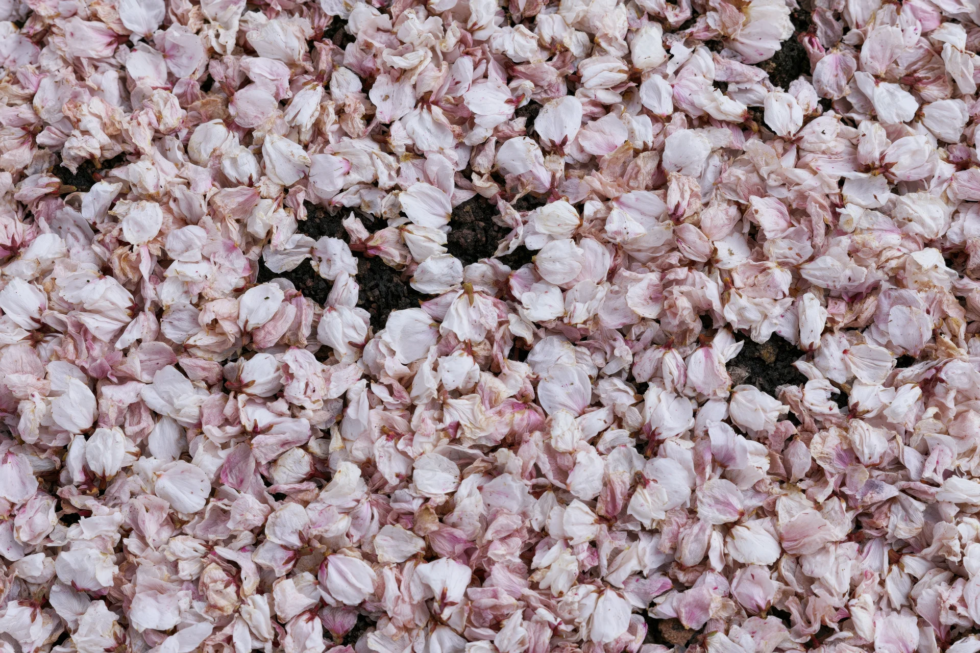 Fallen cherry blossom petals densely covering the ground in a spring garden