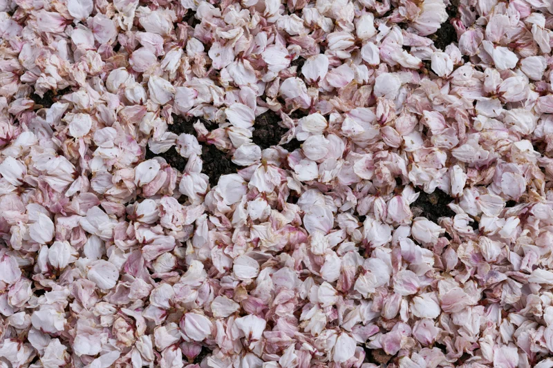 Fallen cherry blossom petals blanketing the ground in a carpet