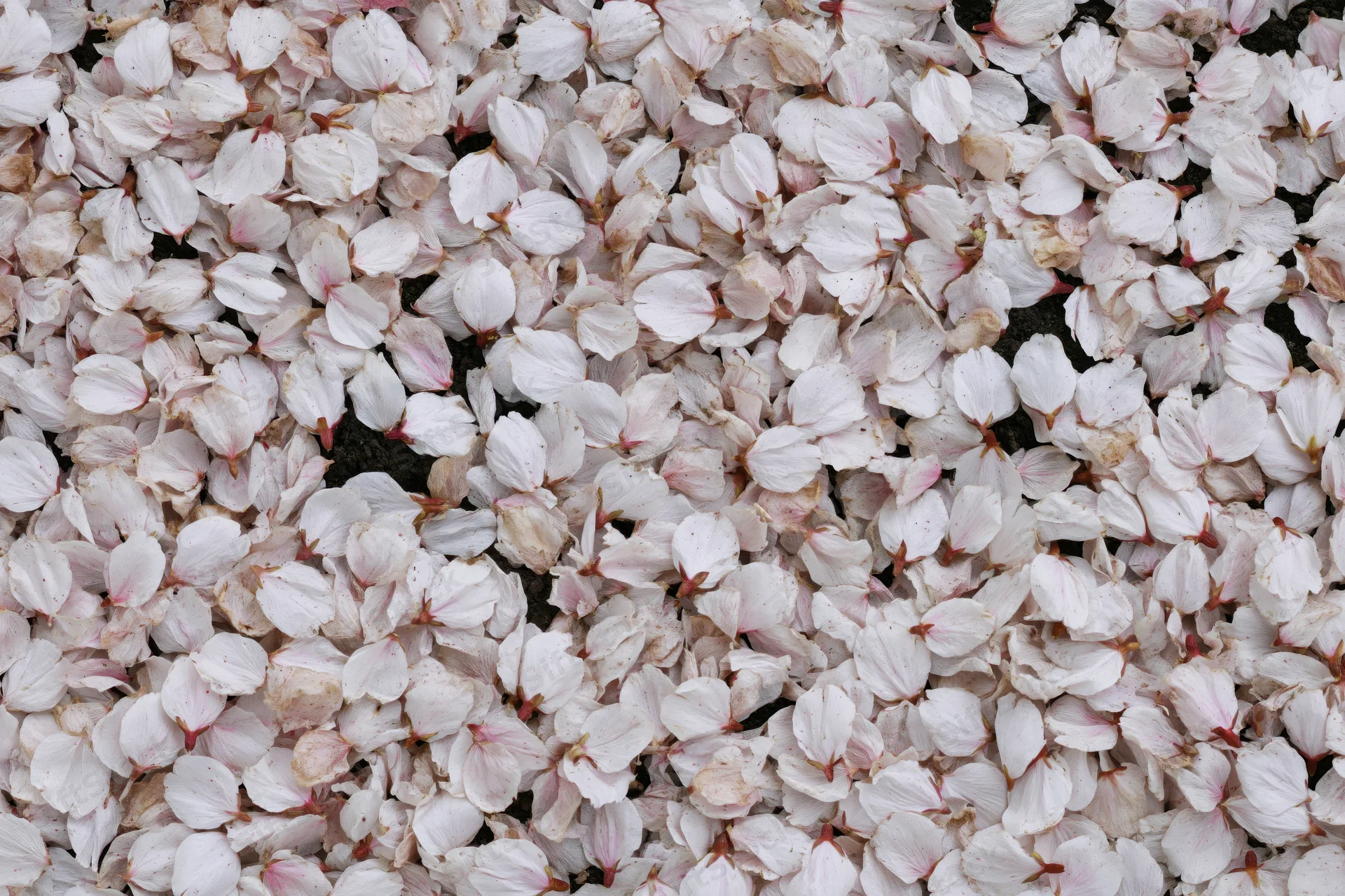 Fallen cherry blossom petals densely covering the ground in spring