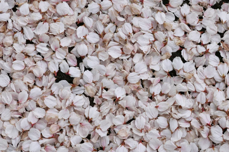 Fallen cherry blossom petals densely covering the ground in spring
